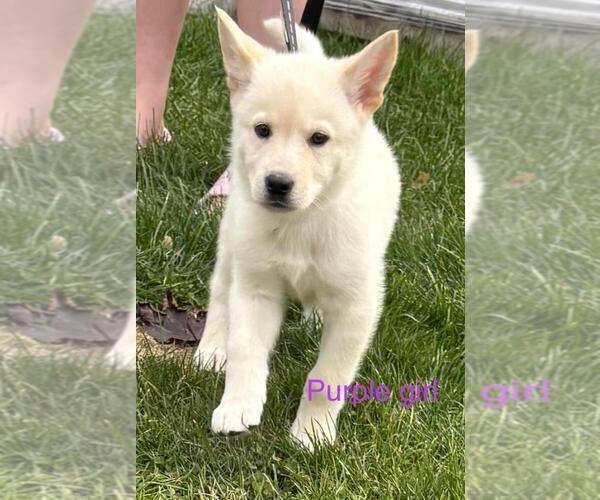 Medium Photo #1 German Shepherd Dog-Siberian Husky Mix Puppy For Sale in HOLTON, MI, USA