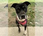 Small American Pit Bull Terrier Mix