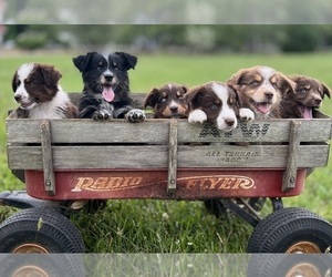 Australian Shepherd Puppy for sale in BRYANT, AL, USA