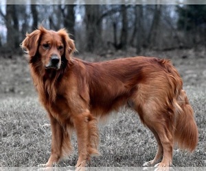 Father of the Golden Retriever puppies born on 06/20/2026