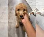 Small Photo #2 Goldendoodle Puppy For Sale in NEWARK, NJ, USA