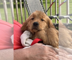 Golden Retriever Puppy for sale in WATERBURY, VT, USA