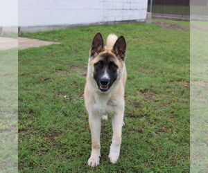 Kylie - Female Akita-Unknown Mix Dog for Adoption - Photo #2