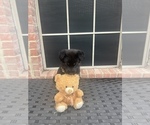 Small Photo #8 German Shepherd Dog Puppy For Sale in LANCASTER, TX, USA