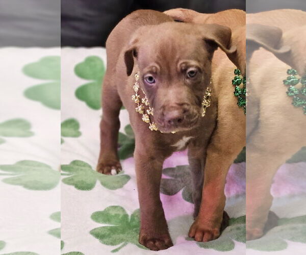 Medium Photo #5 Mutt Puppy For Sale in Euless, TX, USA