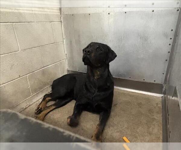 Medium Photo #1 Rottweiler Puppy For Sale in San Bernardino, CA, USA