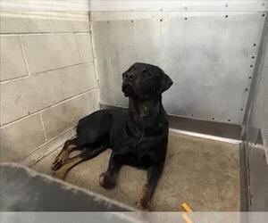 Medium Rottweiler