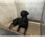 Small Rottweiler
