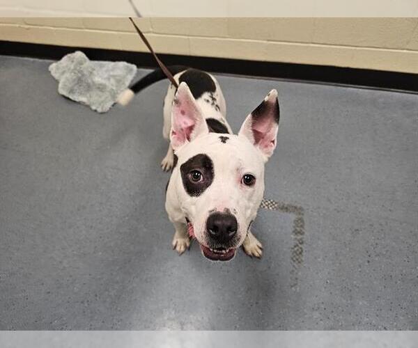 Medium Photo #1 American Pit Bull Terrier Puppy For Sale in Denver, CO, USA