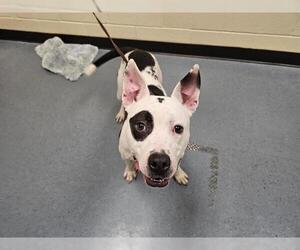 American Pit Bull Terrier Dogs for adoption in Denver, CO, USA