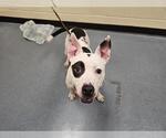 Small American Pit Bull Terrier