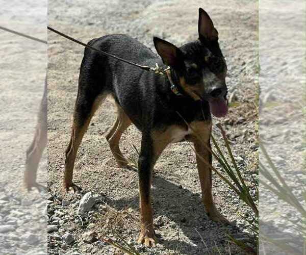 Medium Photo #8 Mutt Puppy For Sale in Evansville, IN, USA