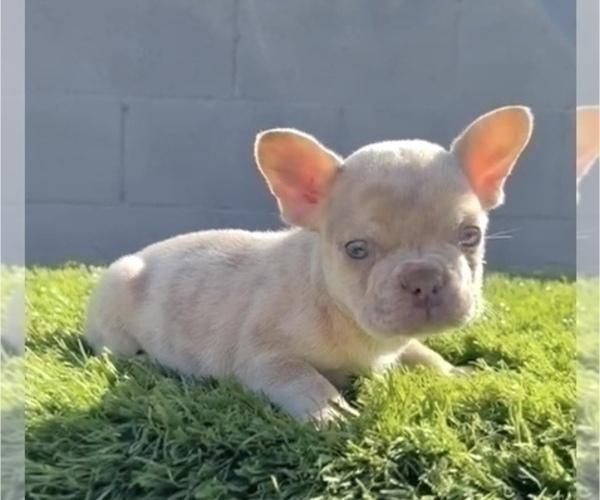 Medium Photo #2 French Bulldog Puppy For Sale in LOS ALTOS, CA, USA