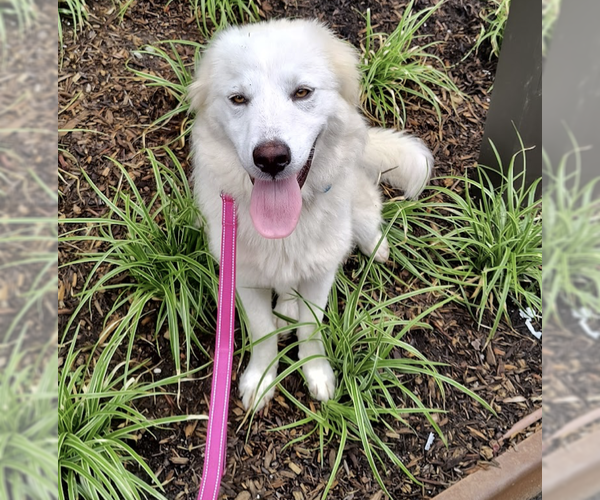 Medium Photo #1 Great Pyrenees-Unknown Mix Puppy For Sale in Brooklyn, NY, USA