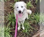 Small Great Pyrenees Mix
