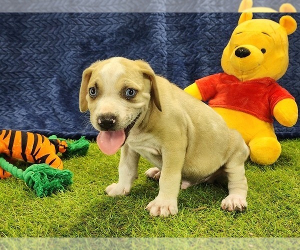 Medium Photo #10 Catahoula Leopard Dog Puppy For Sale in CUMBY, TX, USA