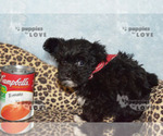 Small #1 Maltipoo