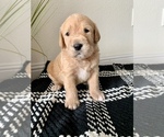 Puppy 2 Labradoodle-Labrador Retriever Mix