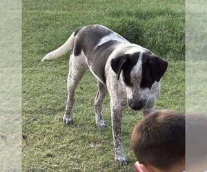 Mutt Dogs for adoption in Royse City , TX, USA