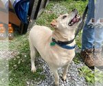 Small Photo #10 Chinese Shar-Pei-Labrador Retriever Mix Puppy For Sale in Rustburg, VA, USA