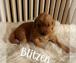 Golden Retriever Puppy for sale in LEWISBURG, WV, USA