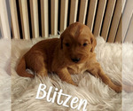 Small Photo #1 Golden Retriever Puppy For Sale in LEWISBURG, WV, USA
