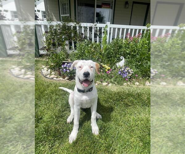 Medium Photo #2 American Pit Bull Terrier-Unknown Mix Puppy For Sale in MIDWAY, UT, USA
