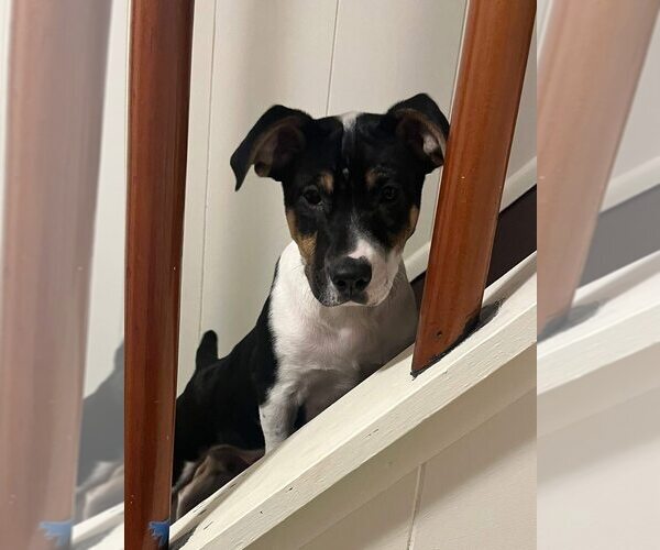 Medium Photo #15 Jack Russell Terrier-Unknown Mix Puppy For Sale in New York, NY, USA