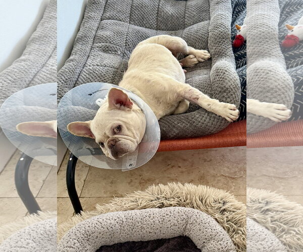 Medium Photo #4 French Bulldog Puppy For Sale in Boca Raton, FL, USA