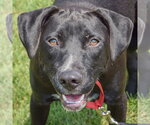 Small American Staffordshire Terrier Mix