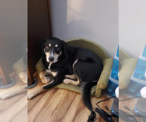 Medium Photo #9 Labrador Retriever-Unknown Mix Puppy For Sale in Dublin, OH, USA