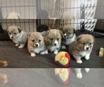 Image preview for Ad Listing. Nickname: Litter of 4