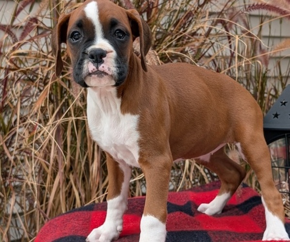 Medium Photo #12 Boxer Puppy For Sale in GOSHEN, IN, USA