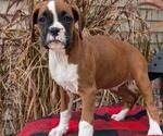 Small #11 Boxer
