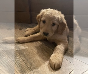 Golden Labrador Puppy for sale in OLYMPIA, WA, USA