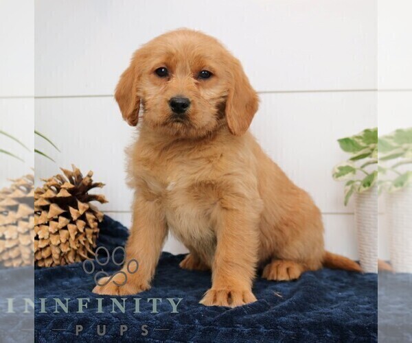 Medium Photo #1 Goldador Doodle Puppy For Sale in NARVON, PA, USA