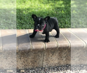 French Bulldog Puppy for sale in JURUPA VALLEY, CA, USA