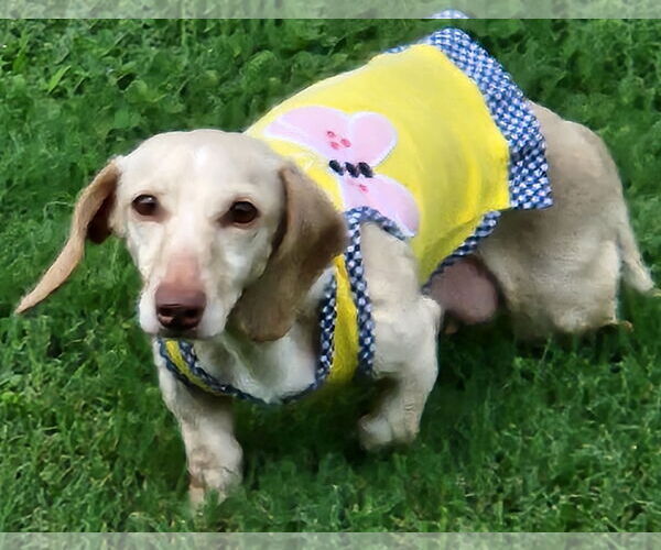 Medium Photo #6 Dachshund Puppy For Sale in Shelbyville, TN, USA