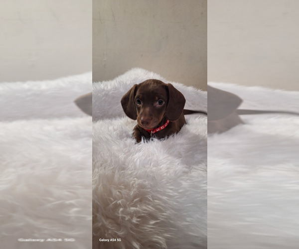 Medium Photo #3 Dachshund Puppy For Sale in TWENTYNINE PALMS, CA, USA