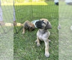 Small Photo #3 Boerboel Puppy For Sale in STOCKTON, CA, USA