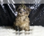 Puppy Apache YorkiePoo