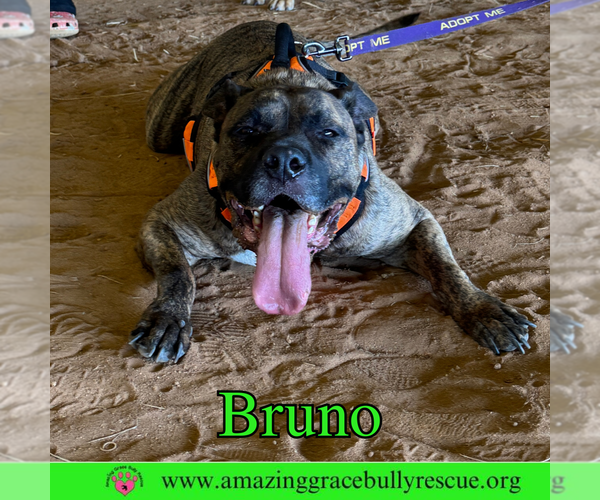 Medium Photo #3 Staffordshire Bull Terrier-Unknown Mix Puppy For Sale in Pensacola, FL, USA