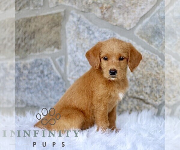 Medium Photo #3 Miniature Labradoodle Puppy For Sale in BIRD IN HAND, PA, USA