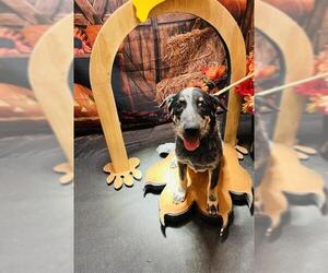 Australian Cattle Dog Dogs for adoption in Globe, AZ, USA