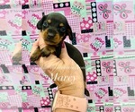 Marcy - Female Dachshund Puppy for Sale - Small photo