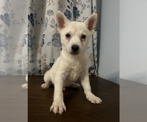 Medium Photo #5 Alaskan Klee Kai Puppy For Sale in DURHAM, CT, USA