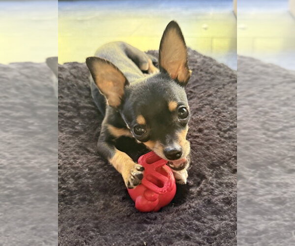 Medium Photo #3 Chihuahua Puppy For Sale in Raleigh, NC, USA