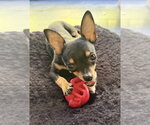 Small Photo #3 Chihuahua Puppy For Sale in Raleigh, NC, USA