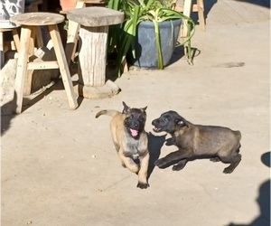 Belgian Malinois Puppy for sale in SAN FERNANDO, CA, USA