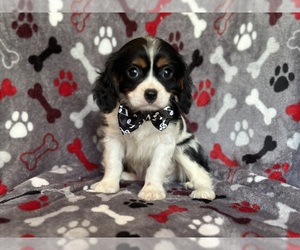 Cavalier King Charles Spaniel Puppy for Sale in LAKELAND, Florida USA